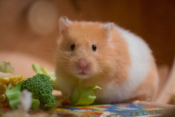 12 Manfaat Memelihara Hamster Di Rumah Bagi Millenial