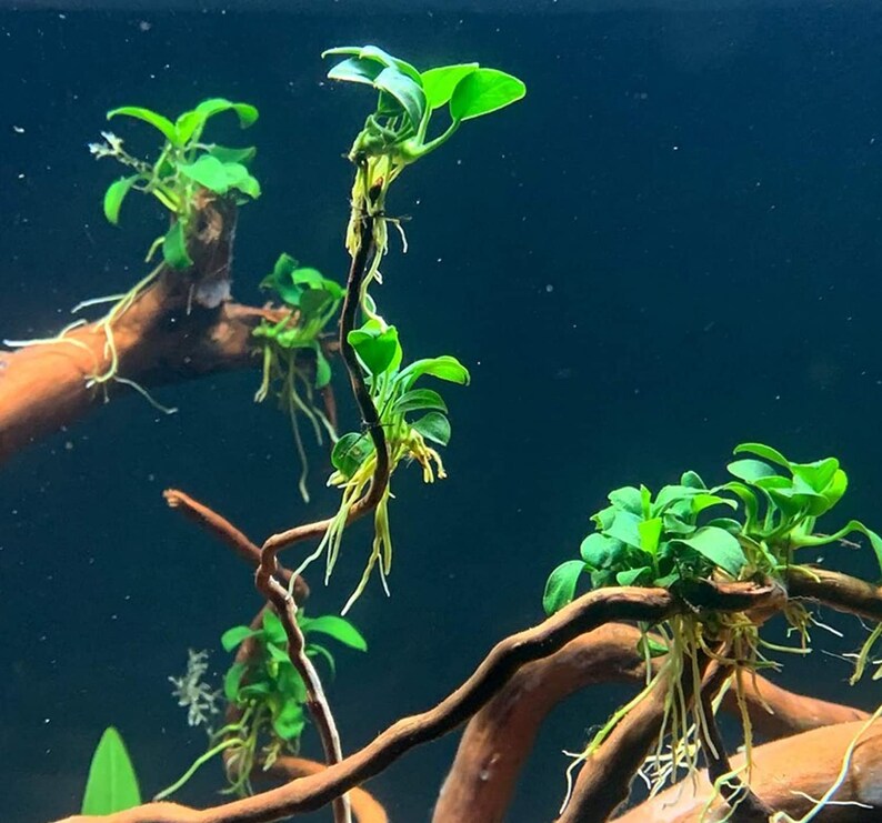 Merawat Anubias Nana di Aquascape