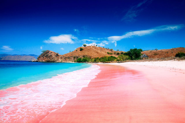 Pantai Pink Komodo: Keajaiban Pasir Pink di Tengah Laut Flores