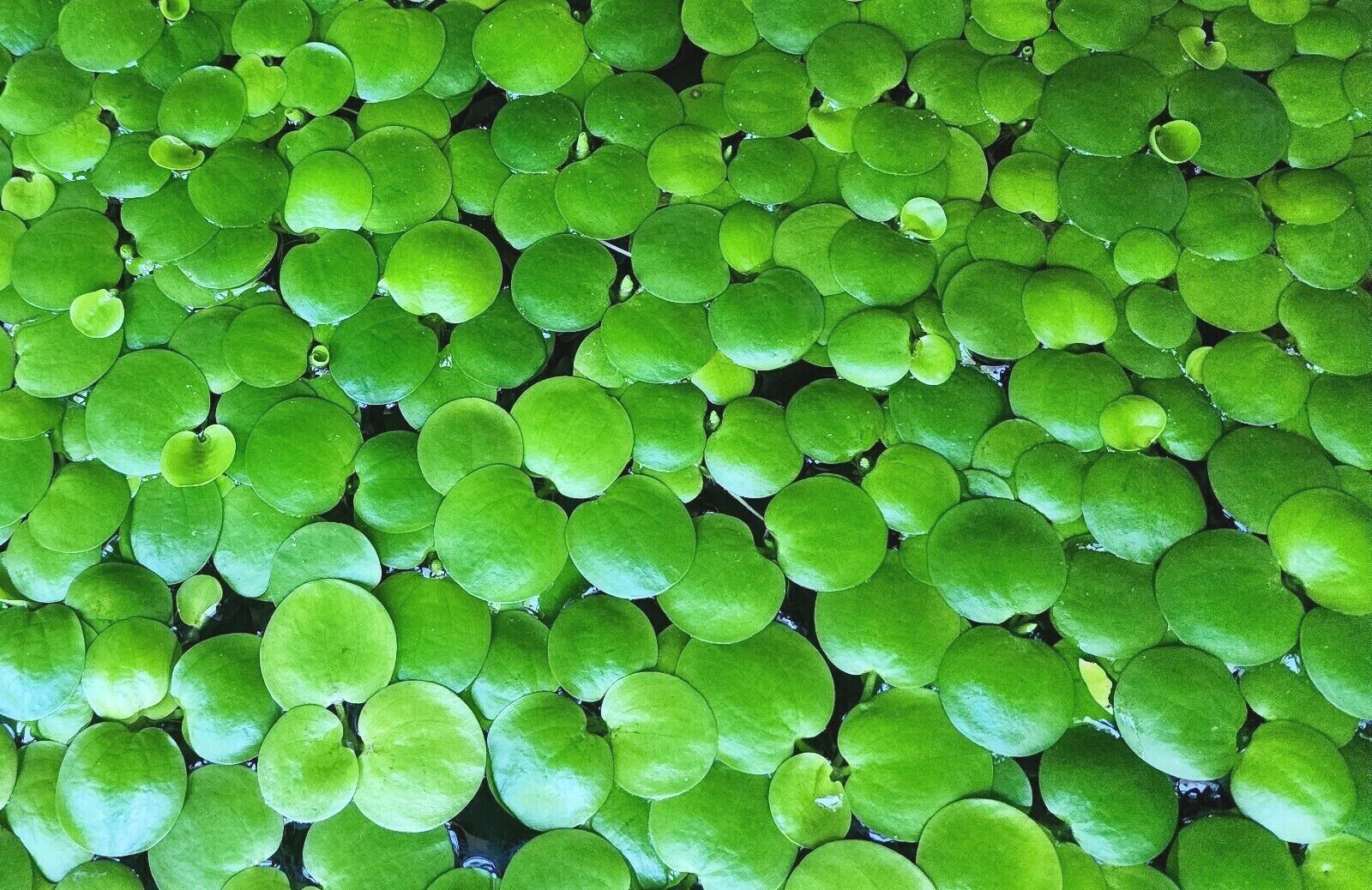 Cara Merawat Amazon Frogbit